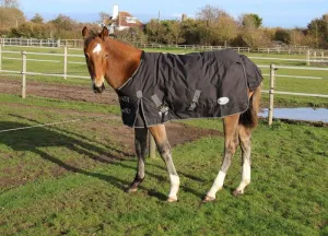 Rhinegold Foal Konig Outdoor Rug
